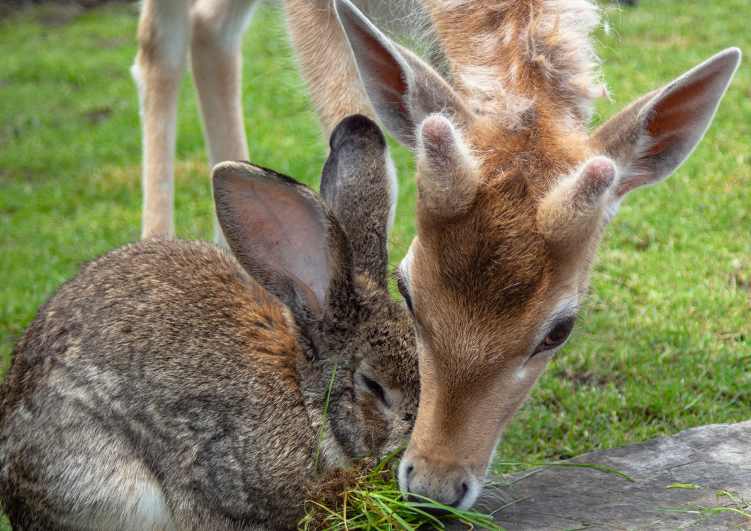 Deer rabbits on sale